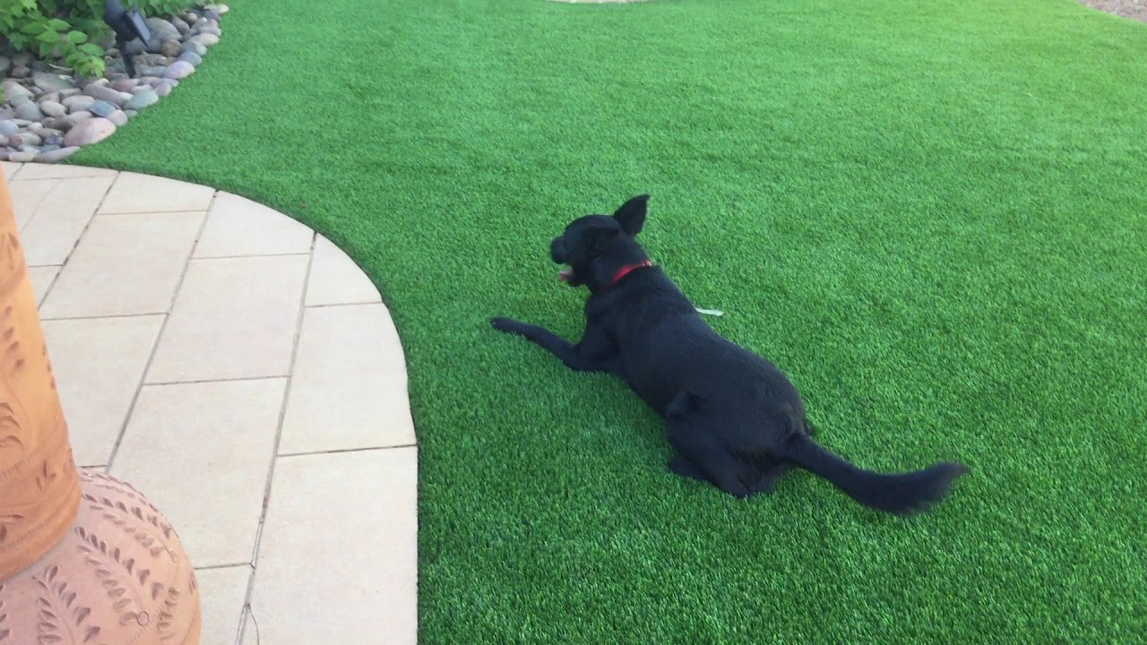 Tucson Turf project